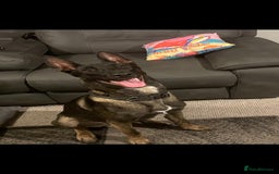 Belgian Shepherd Dog dogs for stud: Belgium malinois stud dog  in Bath - Image 1