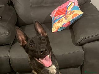 Belgian Shepherd Dog dogs Belgium malinois stud dog in Bath - Advert 1