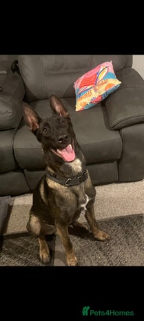 Belgian Shepherd Dog dogs in Bath - Advert 1