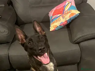 Belgian Shepherd Dog dogs Belgium malinois stud dog in Bath - Advert 10