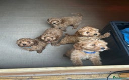 Cavapoo dogs for sale: Cavapoos  - Image 22