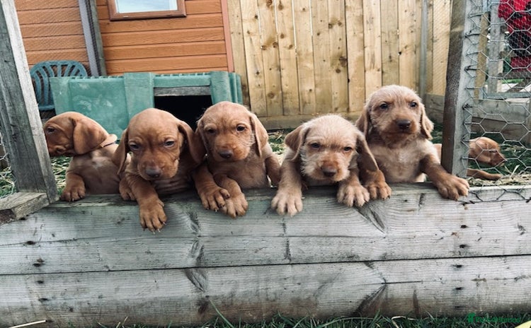 Hungarian Vizsla dogs - Advert 10