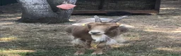 Goats livestock for sale: Two Golden Guernsey Goats in Wolverhampton - Advert 9
