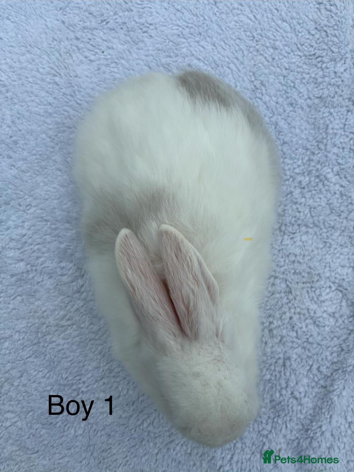 Mixed Breed rabbits Teddy Widder / Teddy Dwerg rabbits for sale  - Advert 2