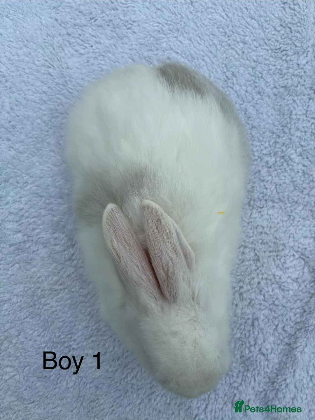 Mixed Breed rabbits for sale: Teddy Widder / Teddy Dwerg rabbits for sale  - Advert 2