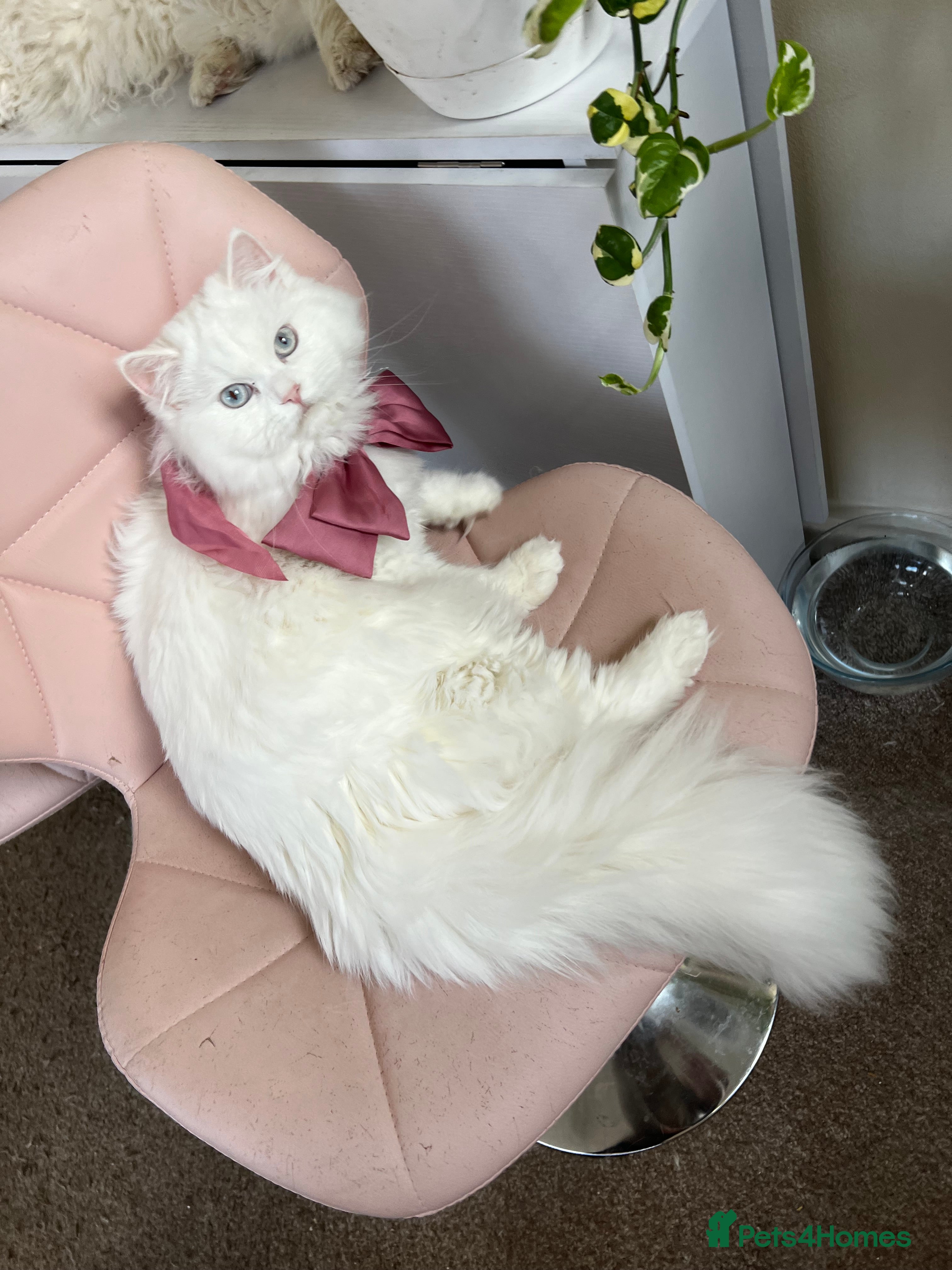 Persian cats Last supper cuddling and sweet female - Advert 18