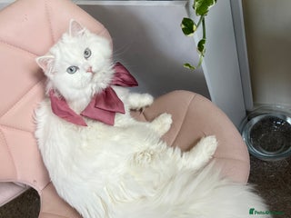 Persian cats Last supper cuddling and sweet female - Advert 15