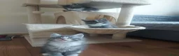 Maine Coon cats for sale: Beautifull Maine Coon kittens in Edinburgh - Advert 13