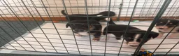 Sprollie dogs for sale: 5 females and 1 male available Sprollie puppies - Advert 5