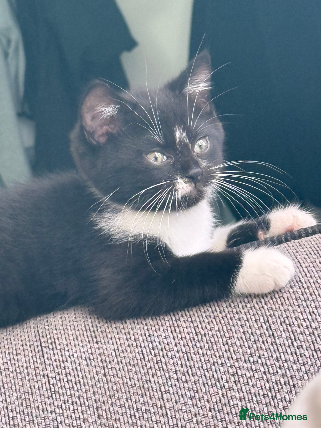 British Shorthair cats for sale: Last one left grey and white female  - Image 8