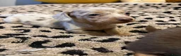 Dachshund dogs for sale: Long haired mini dachshunds - Advert 7