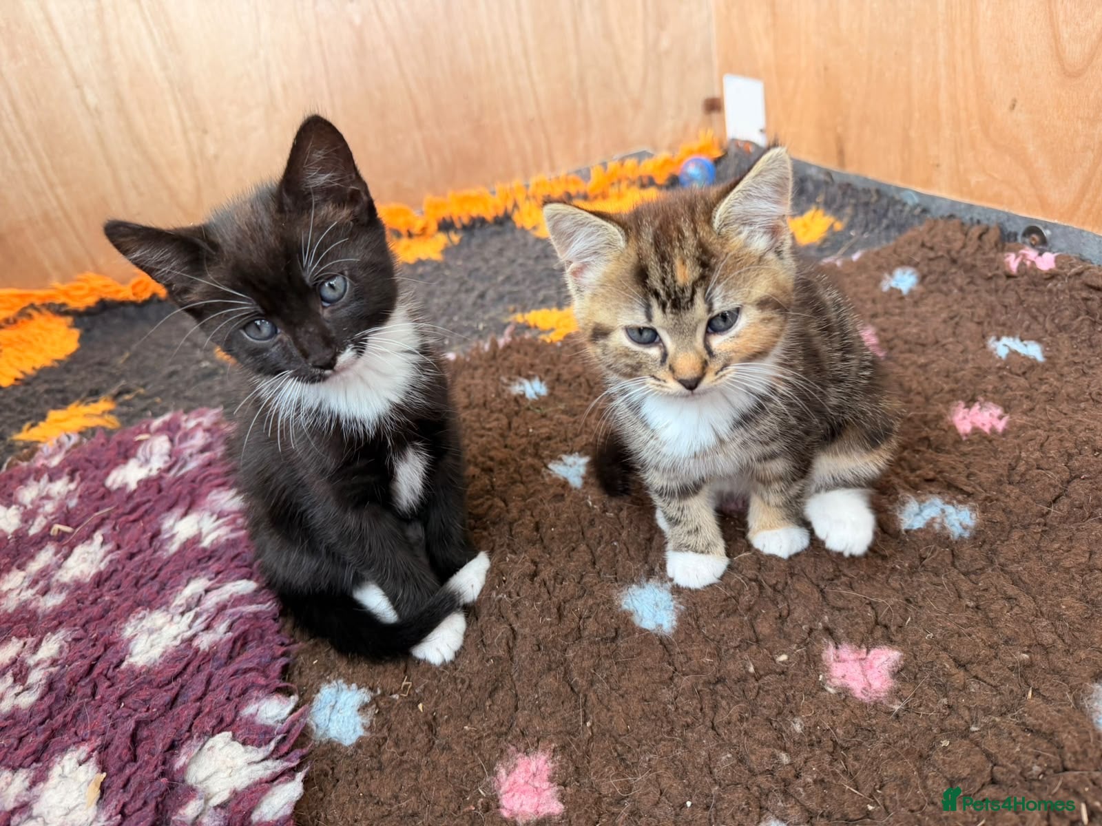 Mixed Breed cats Mixed breed kittens  - Advert 1