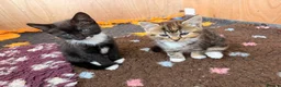 Mixed Breed cats for sale: Mixed breed kittens  - Advert 1