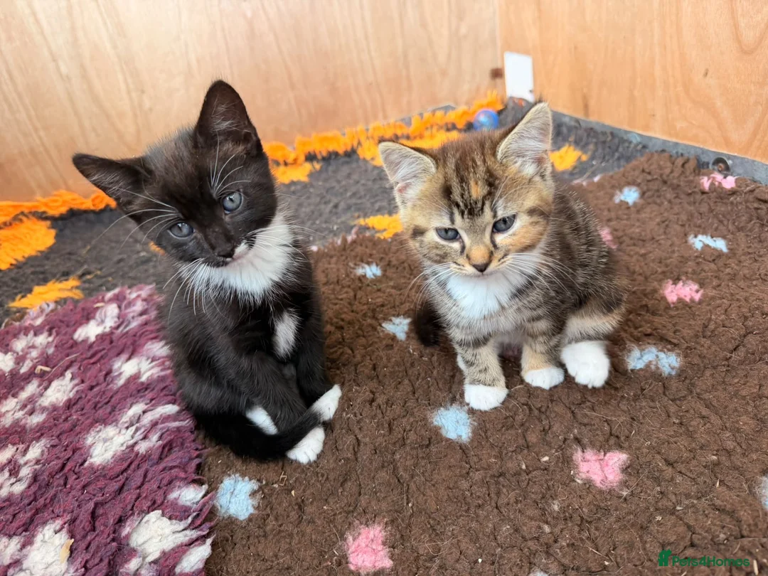 Mixed Breed cats for sale: Mixed breed kittens  - Advert 1