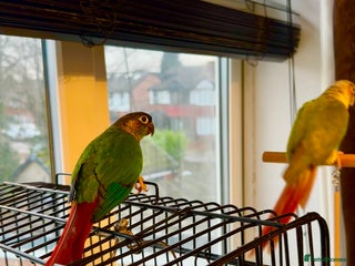 Conures birds Green-cheeked Conure - Advert 3