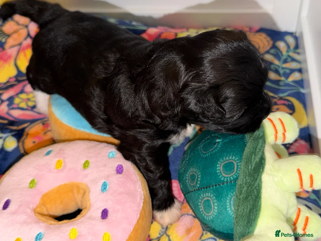 Maltipoo dogs for sale: Gorgeous rare colour maltipoo puppies  - Advert 5