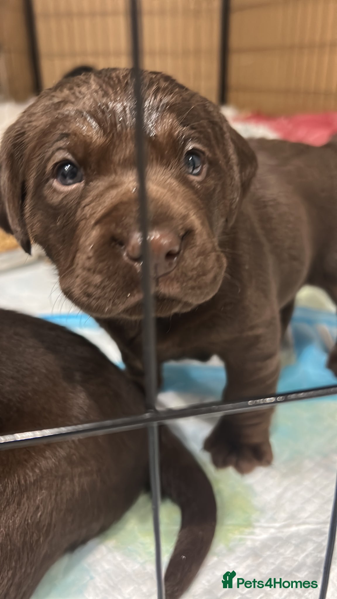 Labrador Retriever dogs Labrador puppies  - Advert 1