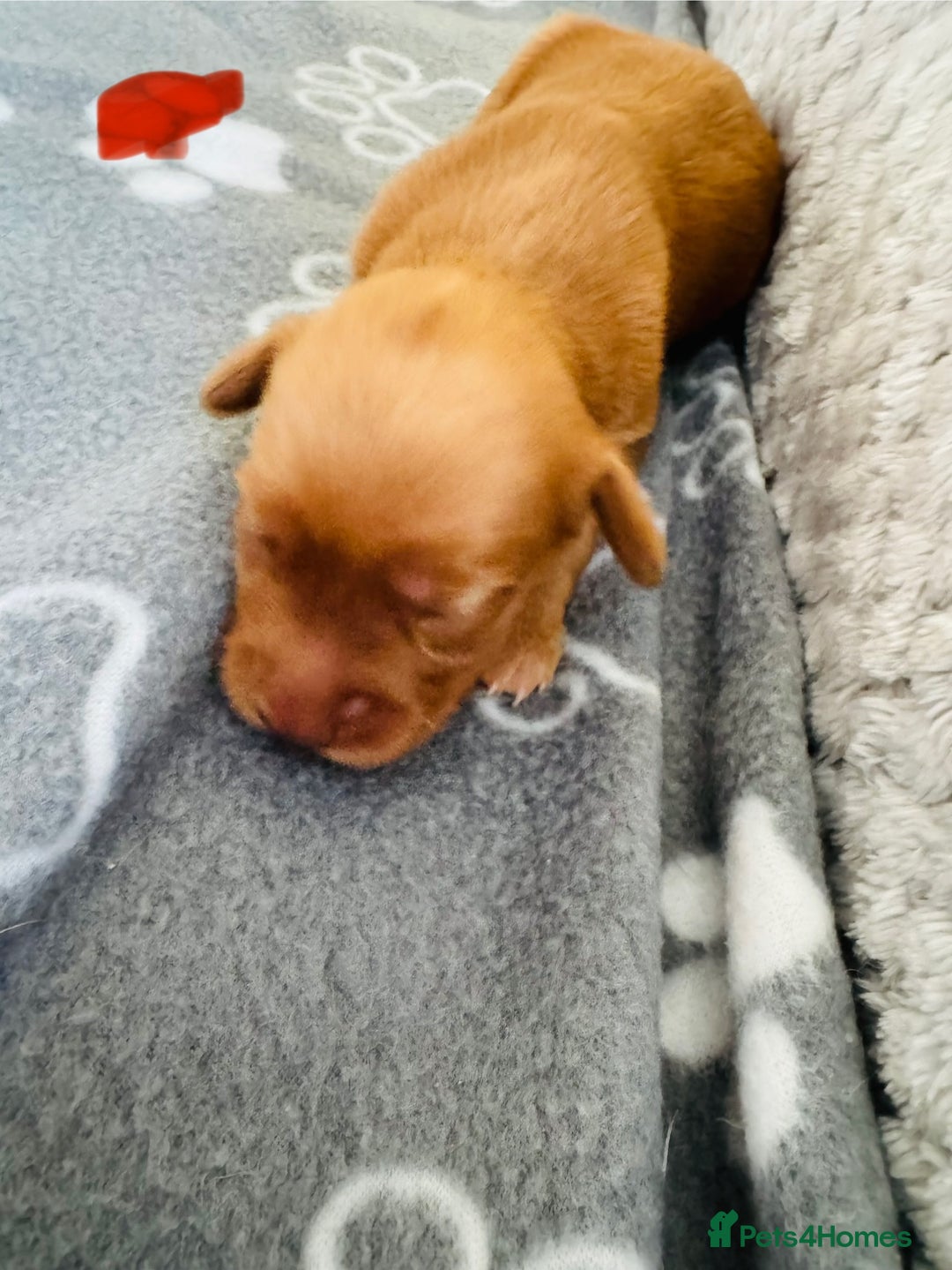 Cocker Spaniel dogs for sale: Red Cocker Spaniel Puppies - Image 23