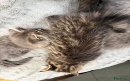 Persian cats for sale: Gorgeous Persian Cross Kittens - Image 16