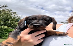 Dachshund dogs for sale: Wirehaired dachshund (Teckel) puppies - Image 3