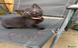 Maine Coon cats for sale: Maine coon cross kittens - Image 6