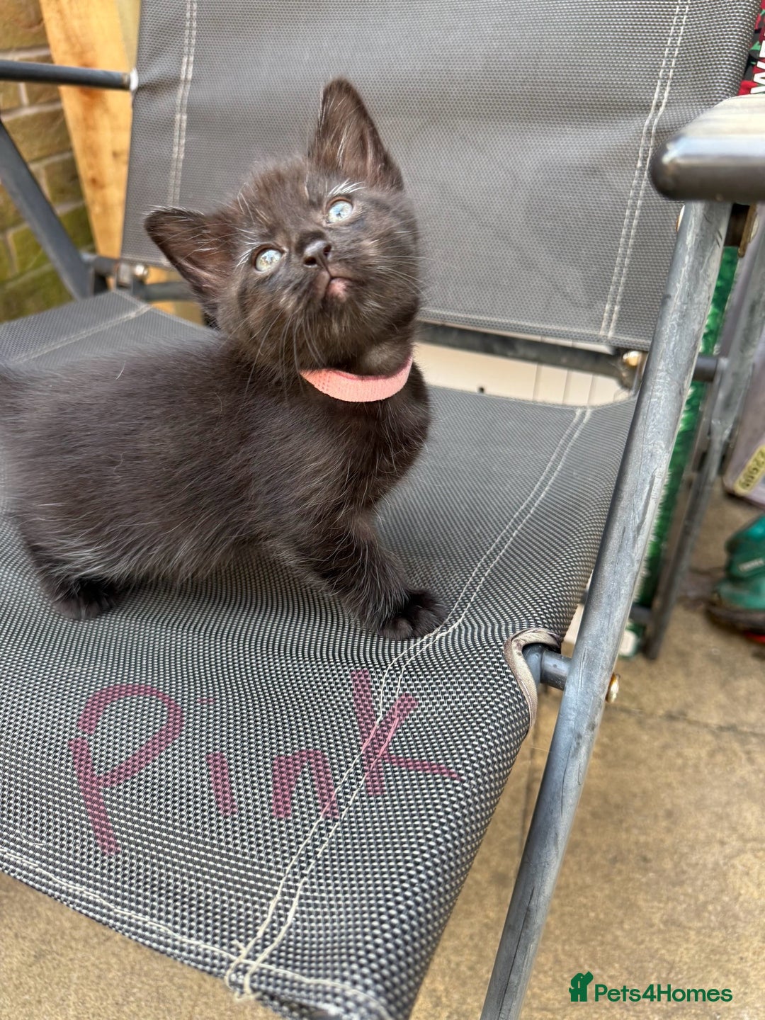 Maine Coon cats for sale: Maine coon cross kittens - Image 6