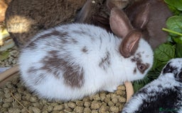 Rex rabbits for sale: Stunning baby rabbits - Image 9
