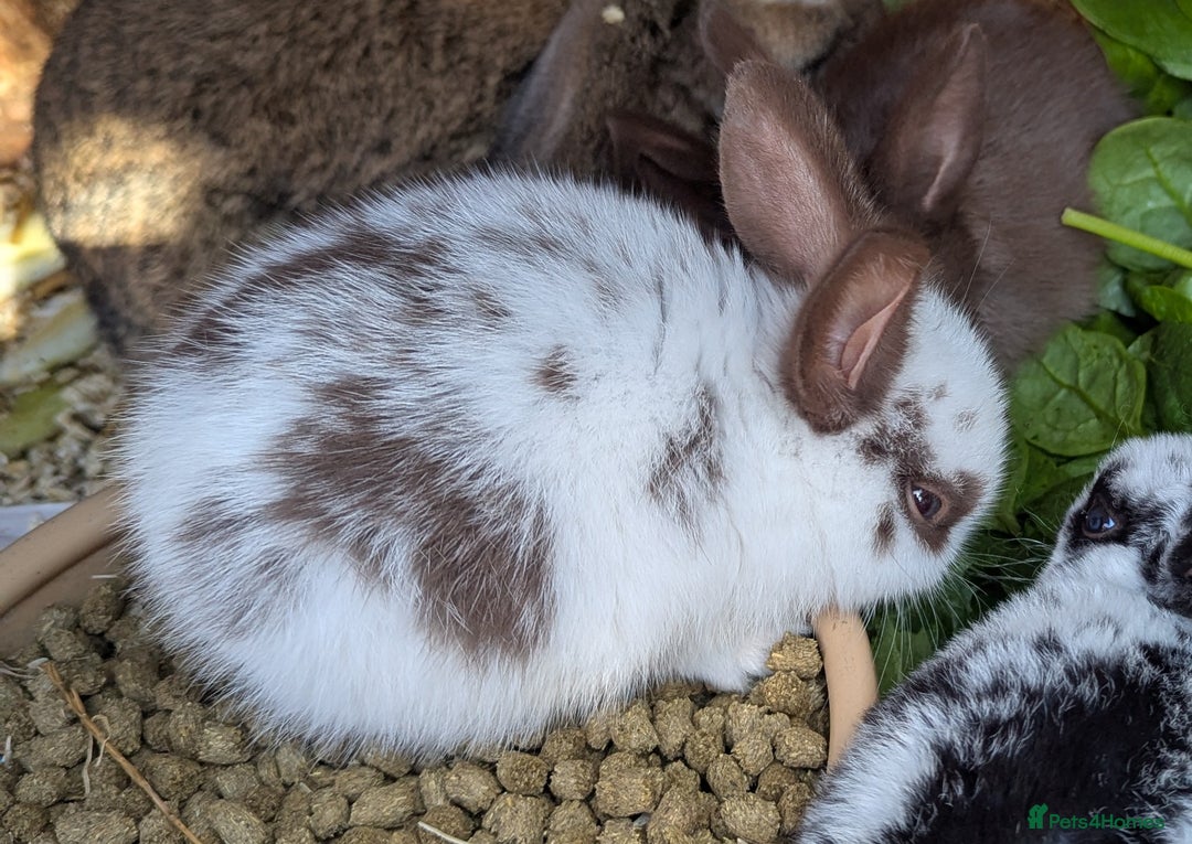 Rex rabbits for sale: Stunning baby rabbits - Image 9