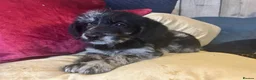 Labradoodle dogs for sale: Toy Labradoodle Puppies - Ready Now!  - Advert 28