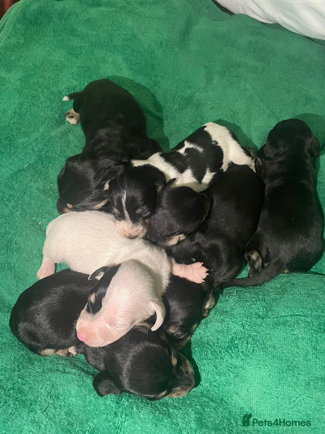 Miniature Dachshund dogs for stud: Smooth Cream Piebald for Stud  in Motherwell - Advert 13