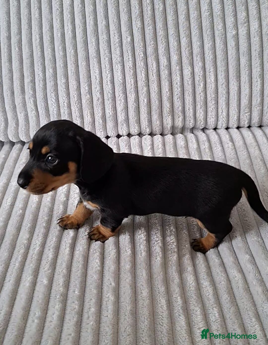 Miniature Dachshund dogs for sale: Miniature Dachshund Pups  in Banbury - Image 20