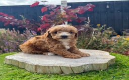 Cockapoo dogs for sale: Health tested Toy cockapoos. One girl left - Image 1