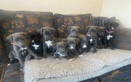 Mixed Breed dogs for sale: Beautiful Saluki x Whippet puppies - Image 6