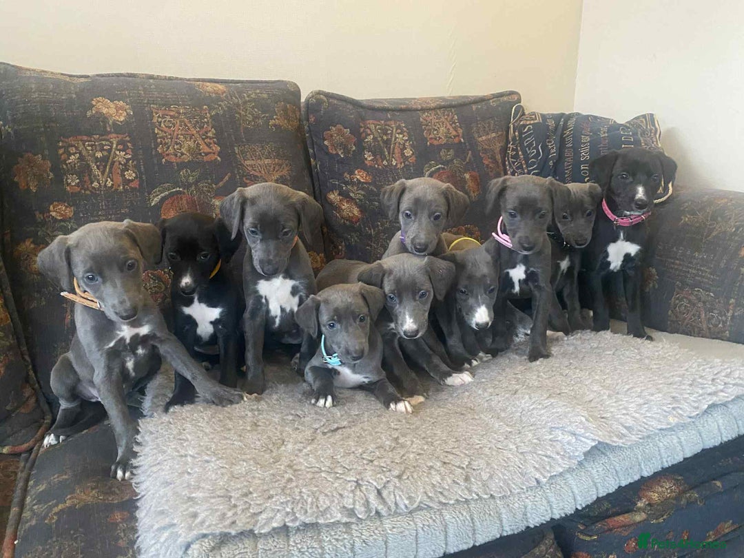 Mixed Breed dogs for sale: Beautiful Saluki x Whippet puppies - Image 6