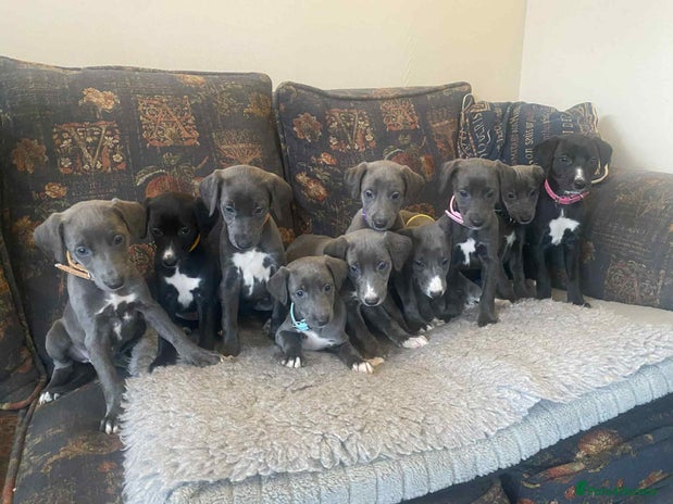 Mixed Breed dogs - Advert 1