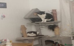 British Shorthair cats for sale: White and black female and male cats - Image 21