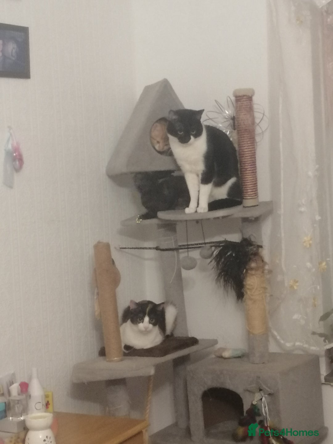 British Shorthair cats for sale: White and black female and male cats - Image 21