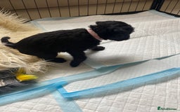 Mixed Breed dogs for sale: 3/4 patterdale 1/4 staffy x cavapoo pups - Image 19