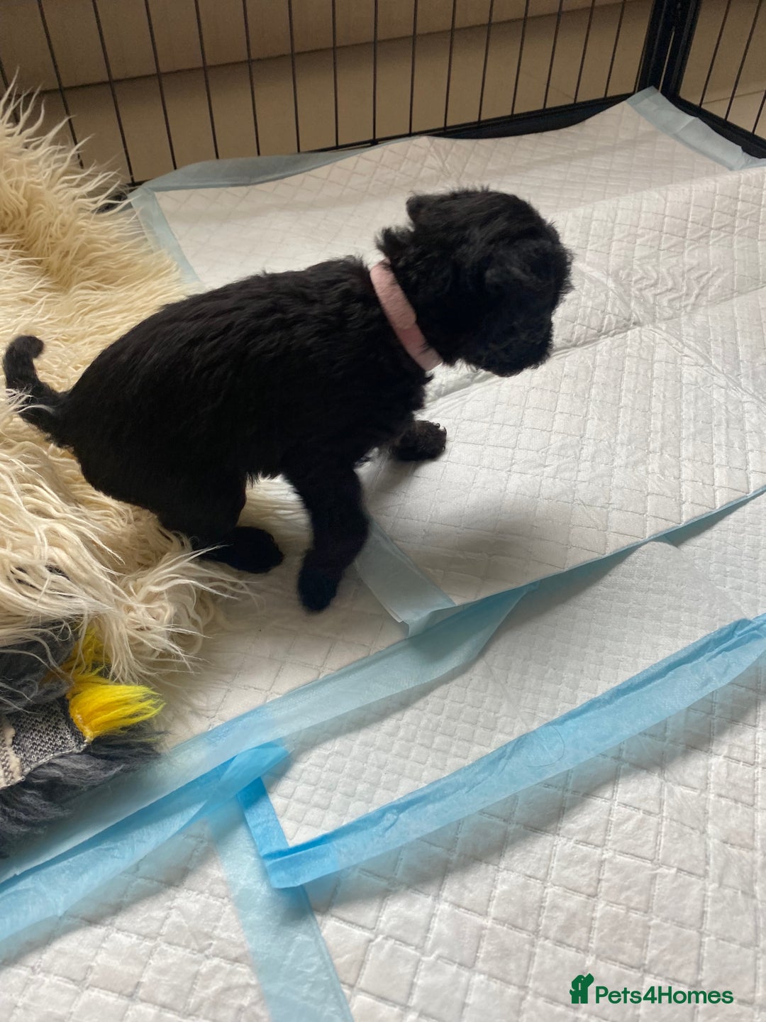 Mixed Breed dogs for sale: 3/4 patterdale 1/4 staffy x cavapoo pups - Image 19