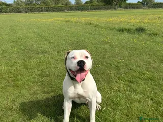 Alapaha Blue Blood Bulldog dogs Alapaha blue blood bulldog Puppies - Advert 1