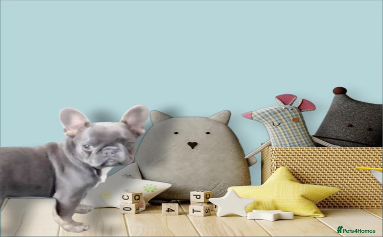 French Bulldog dogs - Advert 3