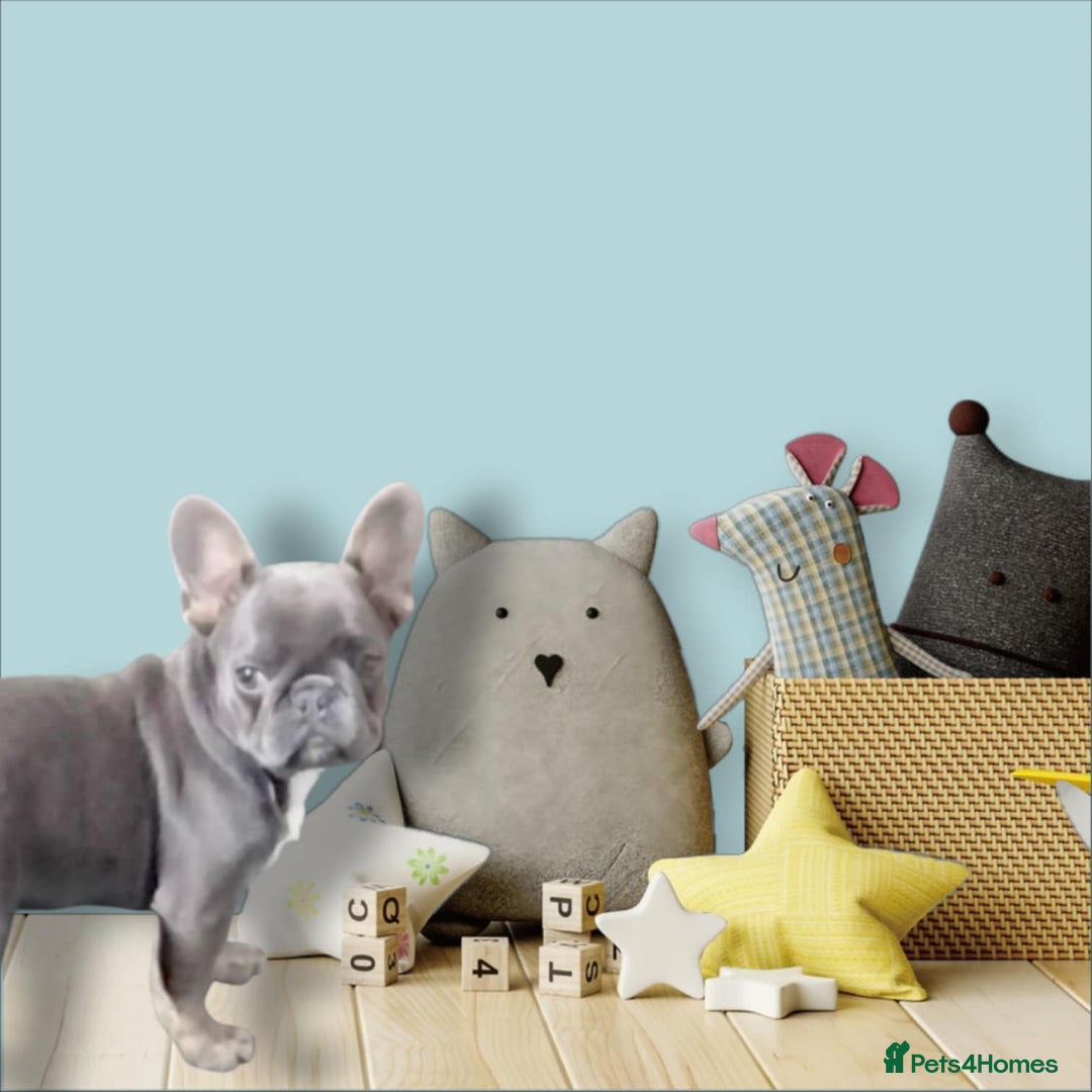 French Bulldog dogs for sale: French bulldog puppy male  - Image 1