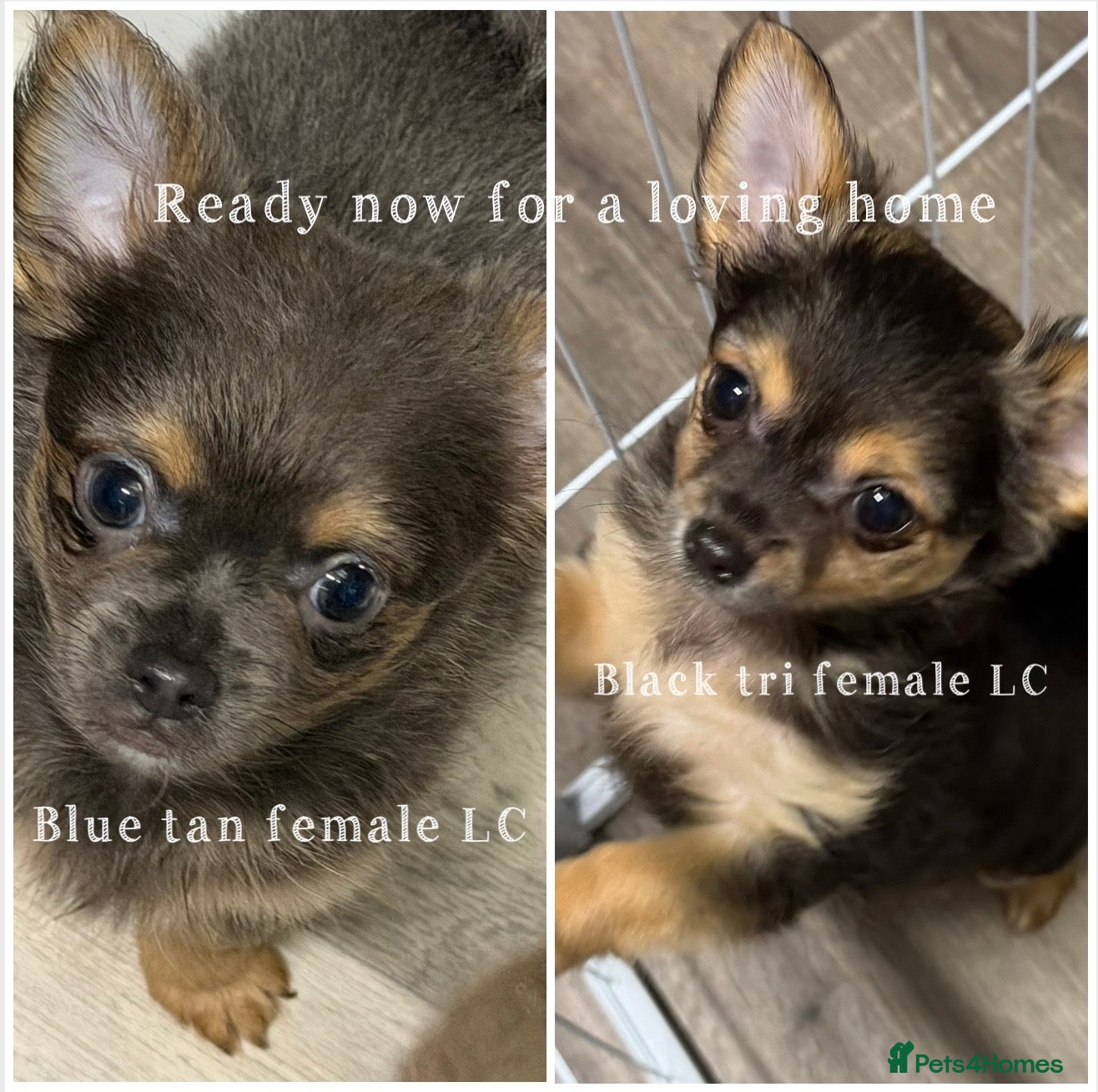 Chihuahua dogs Blue tan female LC x 1, Black tri female LC x1 - Advert 2