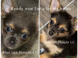 Chihuahua dogs Blue tan female LC x 1, Black tri female LC x1 - Advert 1