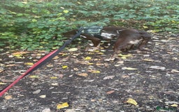 Borador dogs for sale: Beautiful boy in urgent need of a new forever home - Image 5