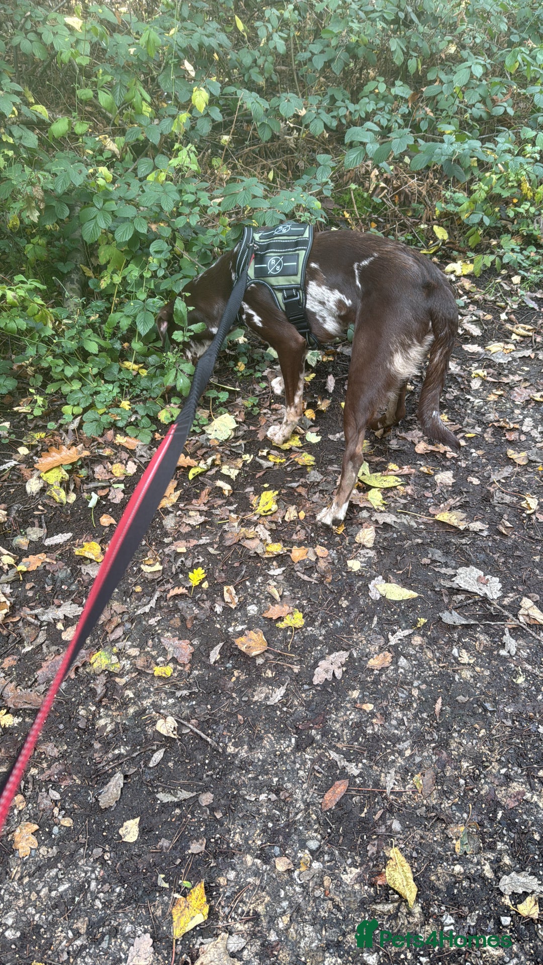 Borador dogs for sale: Beautiful boy in urgent need of a new forever home - Image 5