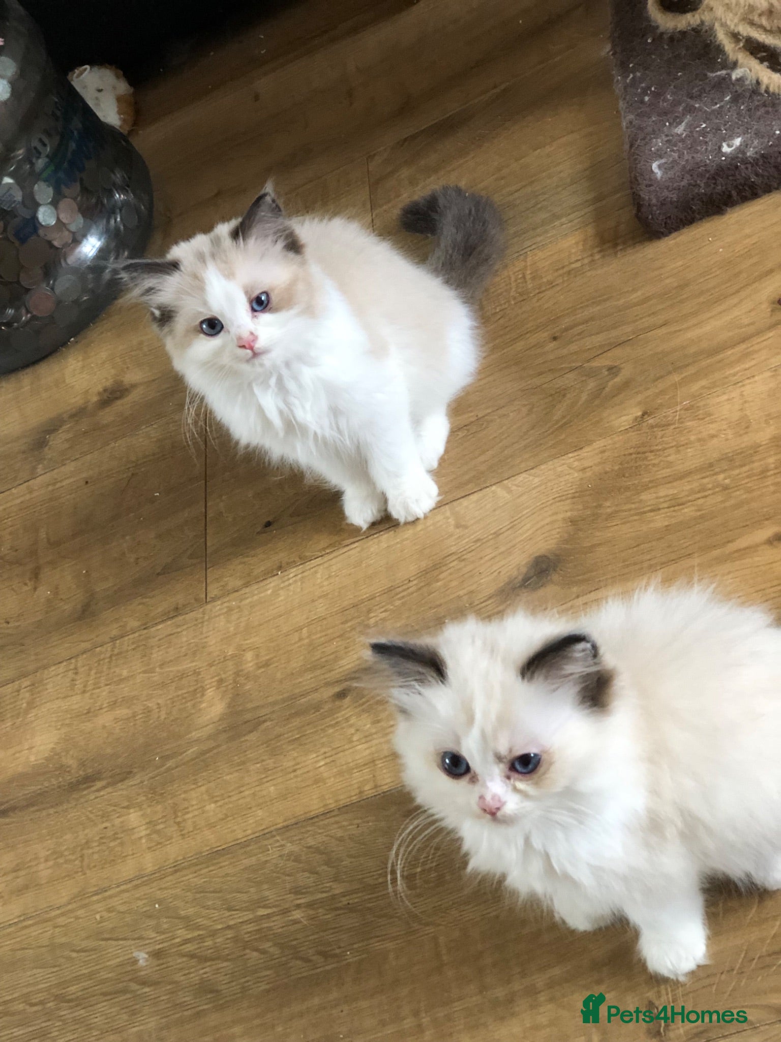 Ragdoll cats Beautiful Ragdoll kittens! Ready for new homes NOW - Advert 1