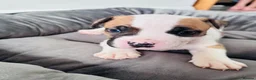 Staffordshire Bull Terrier dogs for sale: Staffordshire bull terrier puppies in Worksop - Advert 23