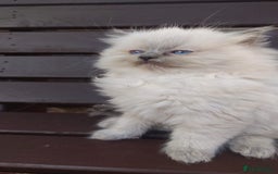 Ragdoll cats for sale: BEAUTIFUL PURE RAGDOLL KITTENS - Image 8