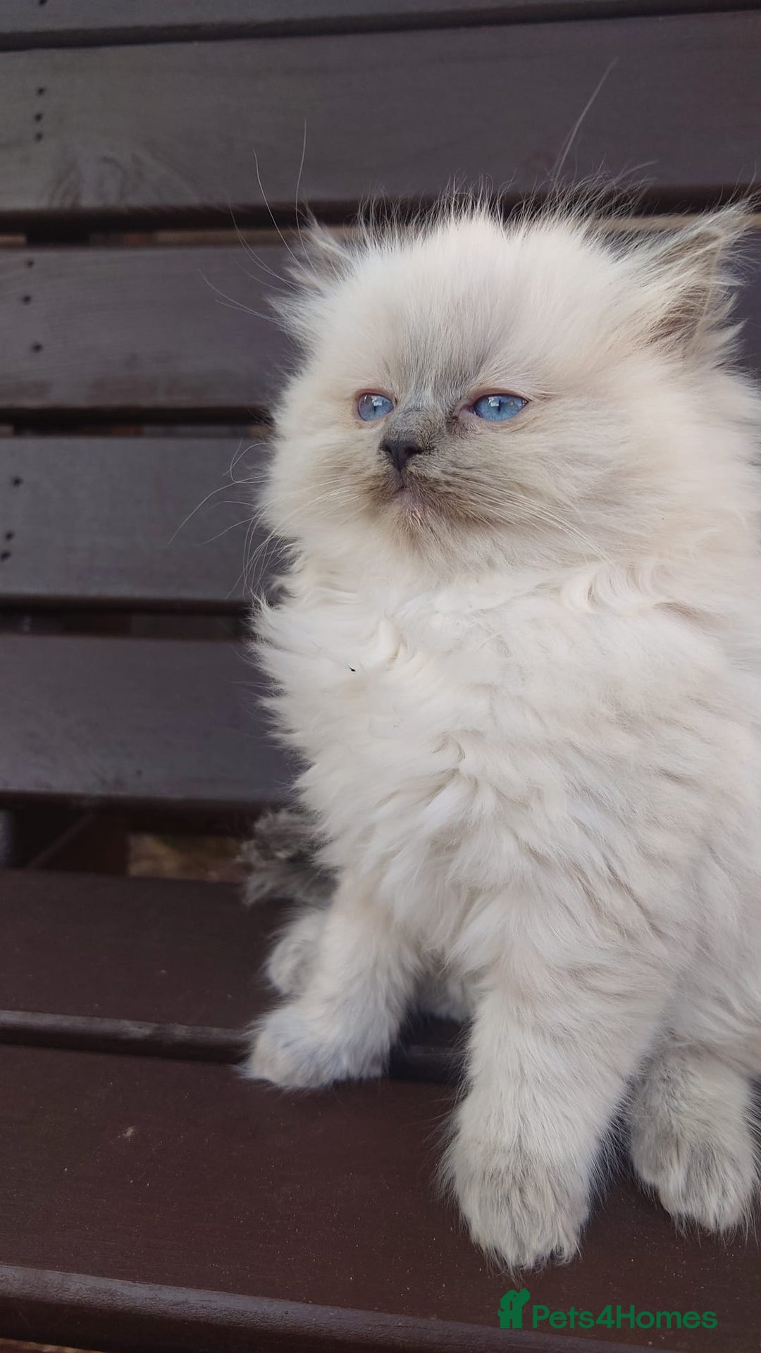 Ragdoll cats for sale: BEAUTIFUL PURE RAGDOLL KITTENS - Image 8